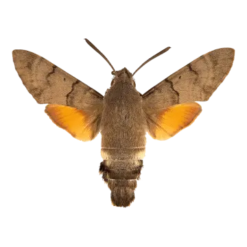 a moth on a white background