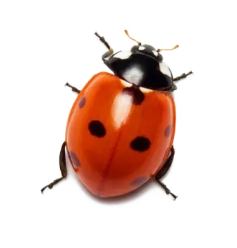 a lady beetle on a white background
