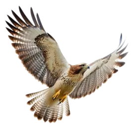 a bird flying through the air with its wings spread