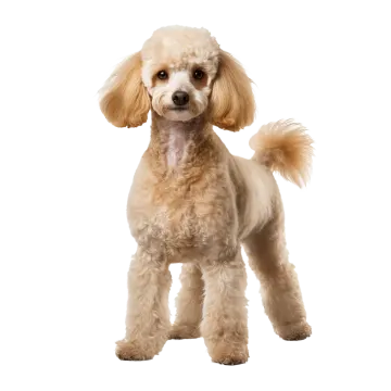 a small dog standing on a white surface