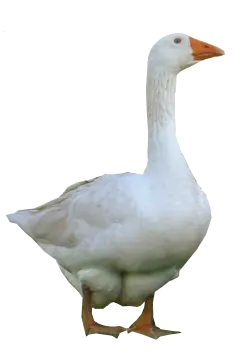 the duck is white
