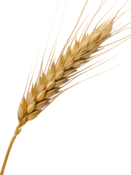 a stalk of wheat on a white background