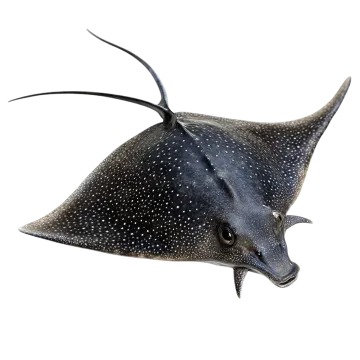 a black and white spotted manta