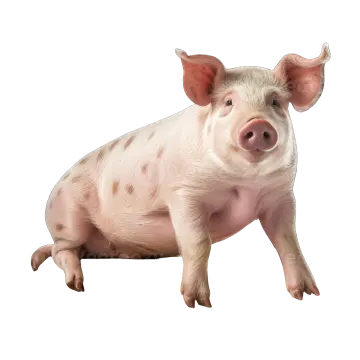 a small pig sitting on top of a wooden box