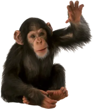 a small monkey sitting on top of a white surface