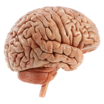 an image of the human brain