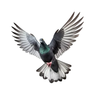 a black and white bird with its wings spread