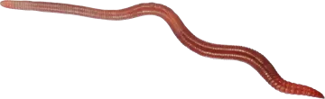 a worm on a white background