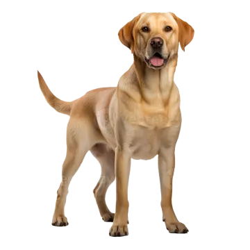 a yellow labrador dog standing on a white background