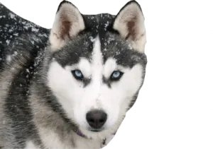 a close up of a husky dog in the snow