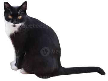 a black and white cat sitting on the floor