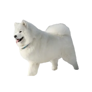 a small white dog standing on a white surface