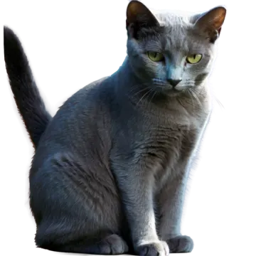 a gray cat sitting on a white surface