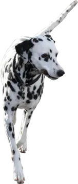 a black and white dog running through the air