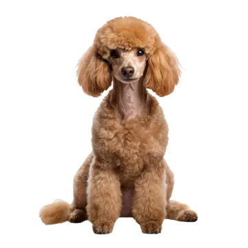 a brown poodle dog sitting on a white background