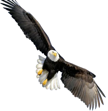 an eagle flying in the air with its wings spread