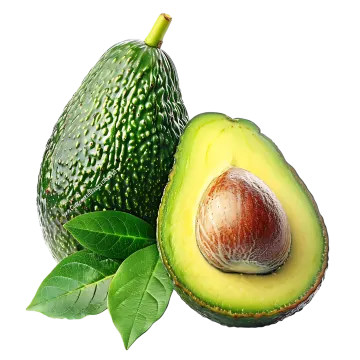 an avoca and a leaf on a white background