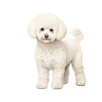 a small white dog standing in front of a white background