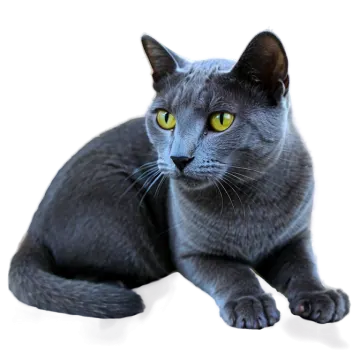 a gray cat with yellow eyes laying down