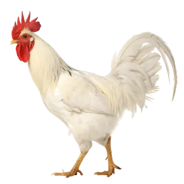 a white and red rooster