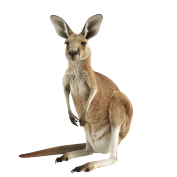 a kangaroo standing on its hinds