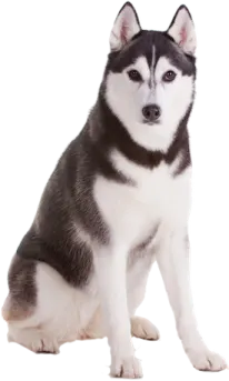 a black and white dog sitting on the ground