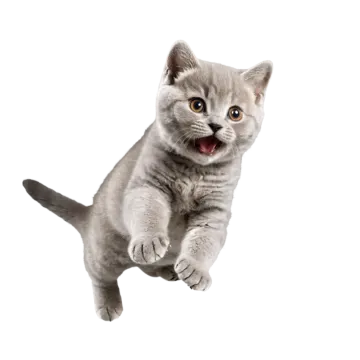 a kitten is jumping in the air