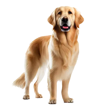 a golden retrieve dog standing in front of a white background
