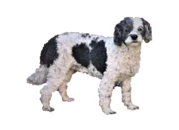 a black and white dog standing on a white background