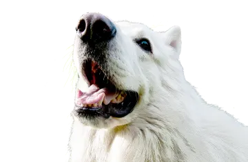 a close up of a polar bear's face