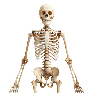 a human skeleton on a white background