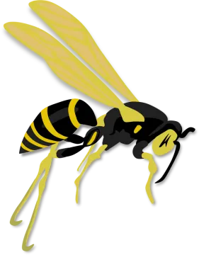 a black and yellow hornet on a white background