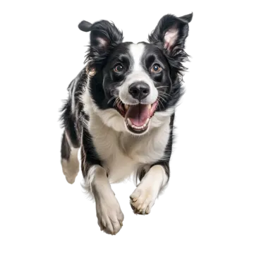 a black and white dog running through the air