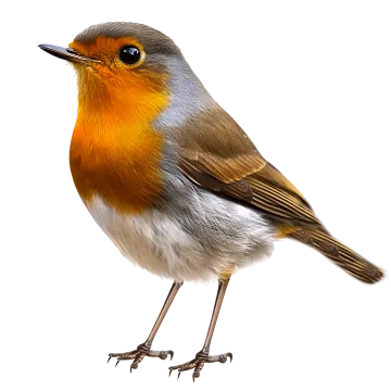 a bird is standing on a white surface