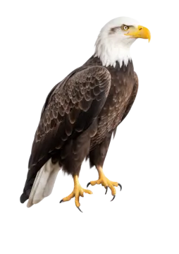 an eagle perched on top of a tree branch