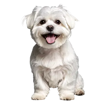 a small white dog with its tongue out