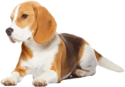 a small dog laying down on the ground