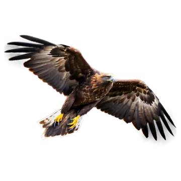 a bird flying in the air with its wings spread