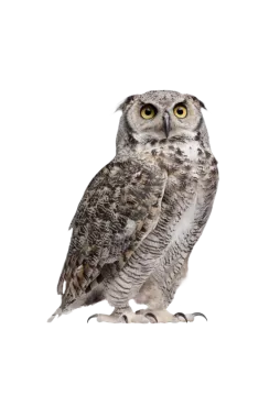 an owl sitting on a white background