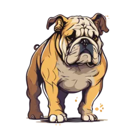 a bulldog standing in front of a white background