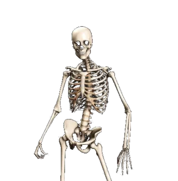 a skeleton is shown in this image