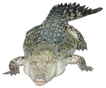 a large alligator with its mouth open