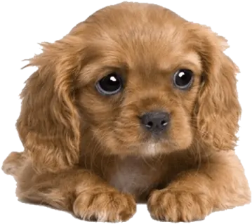 a small brown dog laying down on the ground