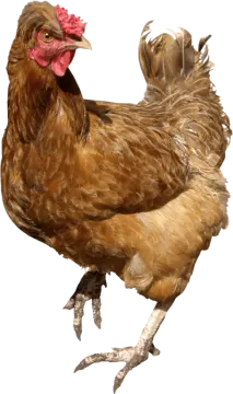 the chicken is brown
