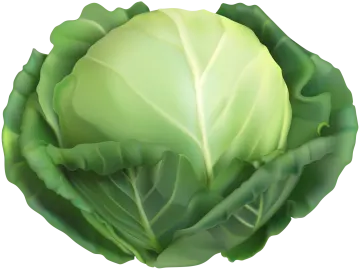 a cabbage head with green leaves