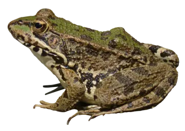 a frog sitting on top of a white surface