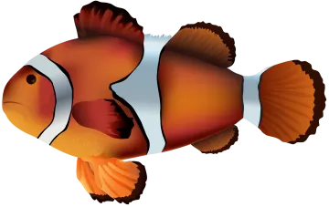 an image of a clown fish