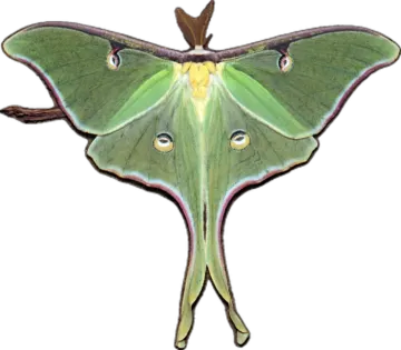 a luna moth on white background