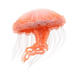 a jellyfish swimming in the ocean