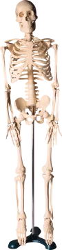 a model of the human skeleton